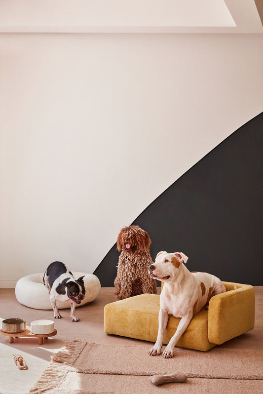 Bowie cover for small bed for pets in mustard, 63 x 80 cm